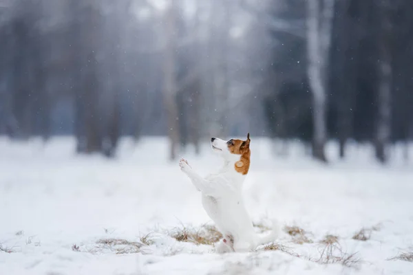 Dog Jack Russell Terrier, cão correndo ao ar livre — Fotografia de Stock