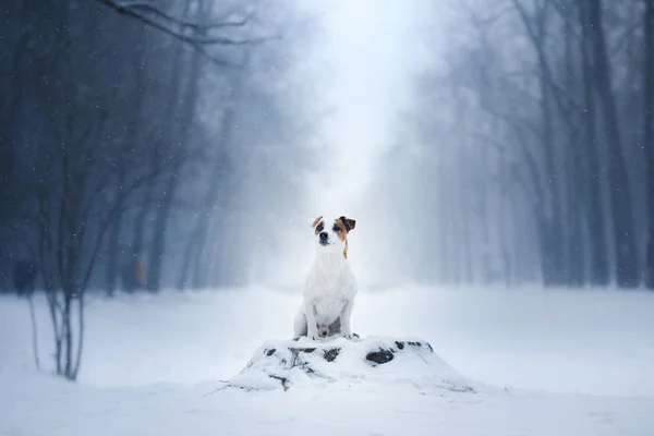 狗杰克罗素梗犬，狗户外跑步 — 图库照片