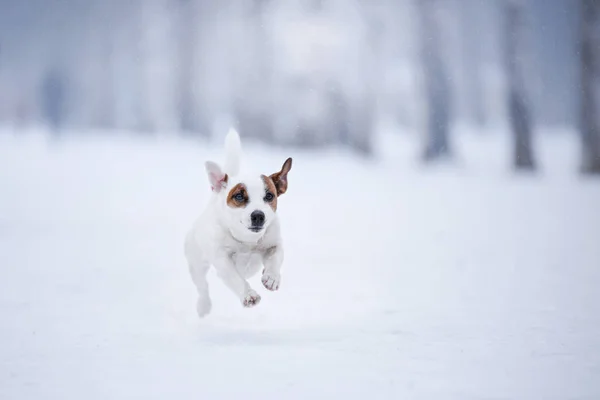 Hund Jack Russell Terrier, hund kör utomhus — Stockfoto