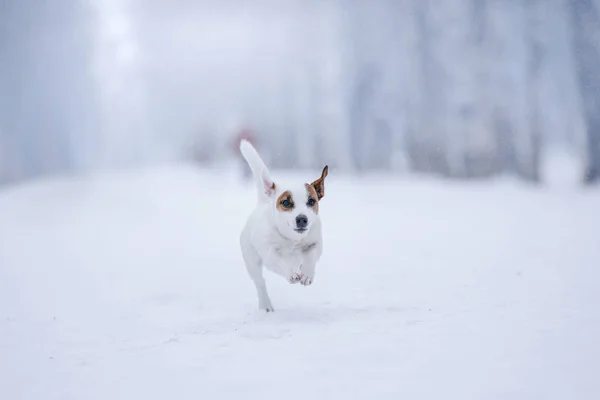 Hund Jack Russell Terrier, hund kör utomhus — Stockfoto