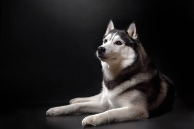 stüdyoda bir köpek Siberian dış yapraklar portresi