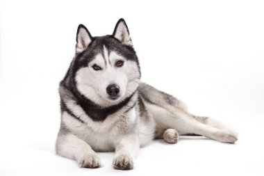 Beyaz bir arka plan üzerinde Sibirya husky köpek