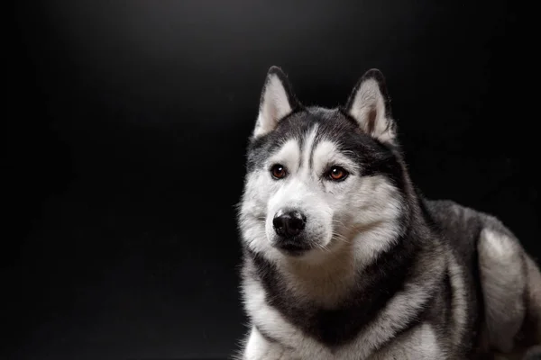 Portrét psa sibiřský Husky v ateliéru — Stock fotografie