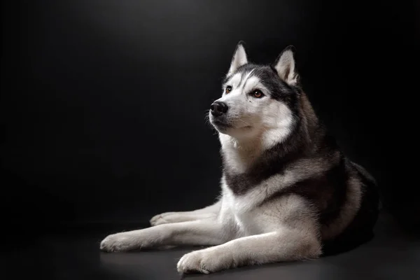 Portret van een hond Siberische Husky in de studio — Stockfoto