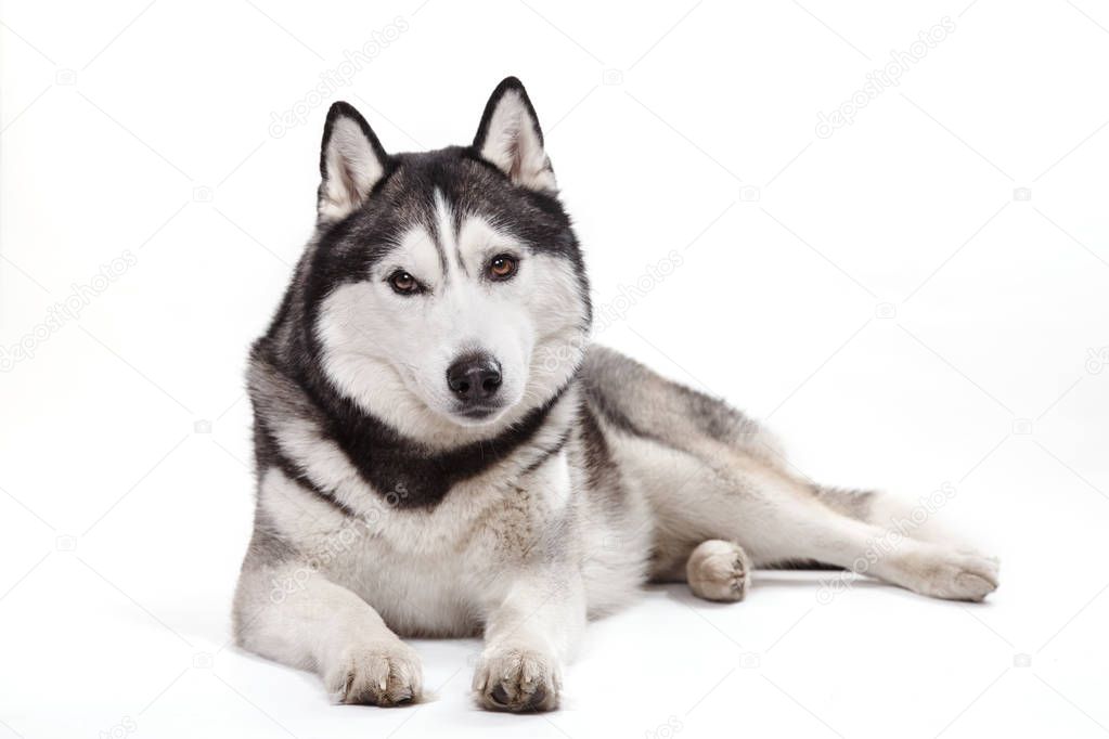 dog Siberian husky on a white background
