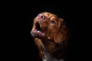 Portre Studio, duygu bir köpek