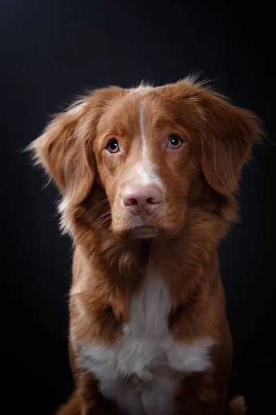 Retrato de um cão em estúdio, emoção — Fotografia de Stock