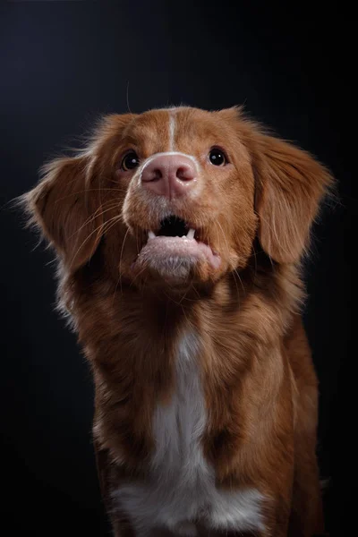 Portret psa w studio, emocje — Zdjęcie stockowe