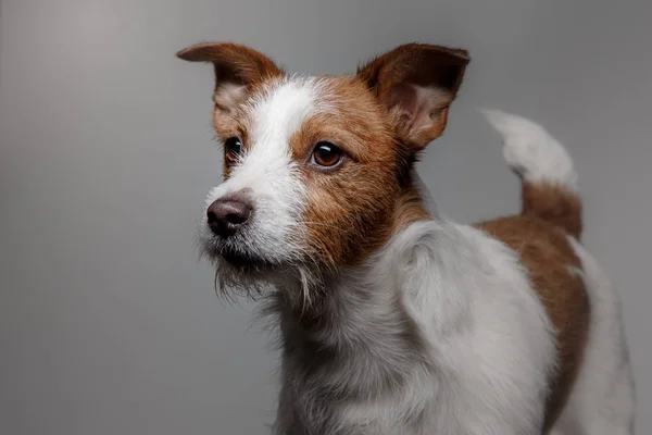 Portret psa w studio, emocje — Zdjęcie stockowe
