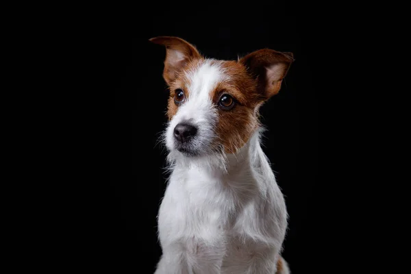 Portrait de chien en studio, émotion — Photo