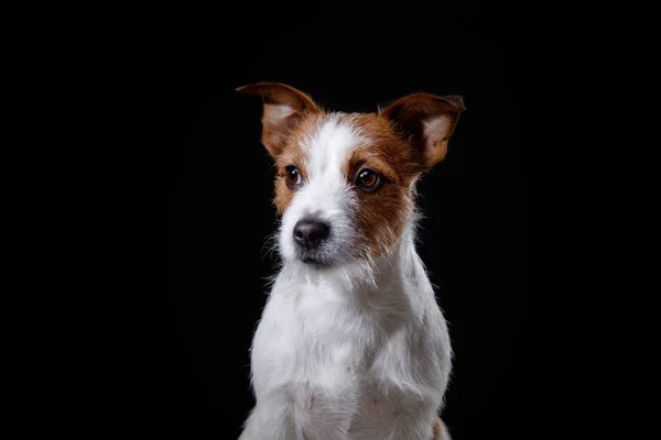 Портрет собаки в студии, эмоции — стоковое фото