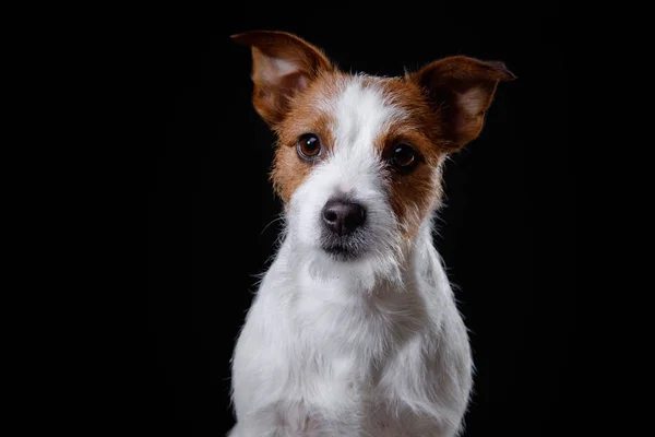 Portret psa w studio, emocje — Zdjęcie stockowe