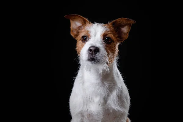 Portrait of a dog in studio, emotion — Stock Photo, Image