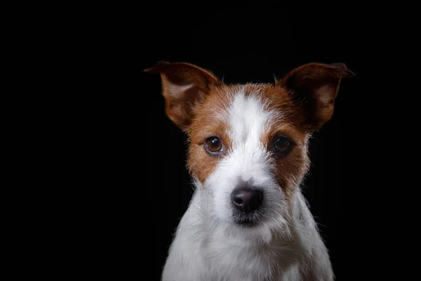 Porträt eines Hundes im Atelier, Emotionen — Stockfoto