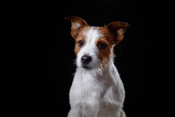 Portret psa w studio, emocje — Zdjęcie stockowe