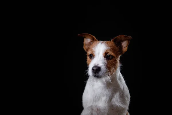 スタジオ、感情で犬の肖像画 — ストック写真