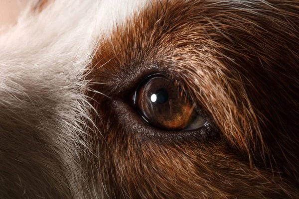 Hund niedlich aussehen schön und niedlich — Stockfoto