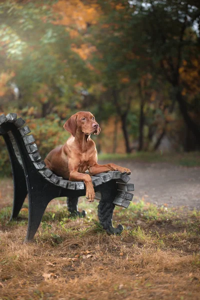 Červený pes venku na zelené trávě — Stock fotografie