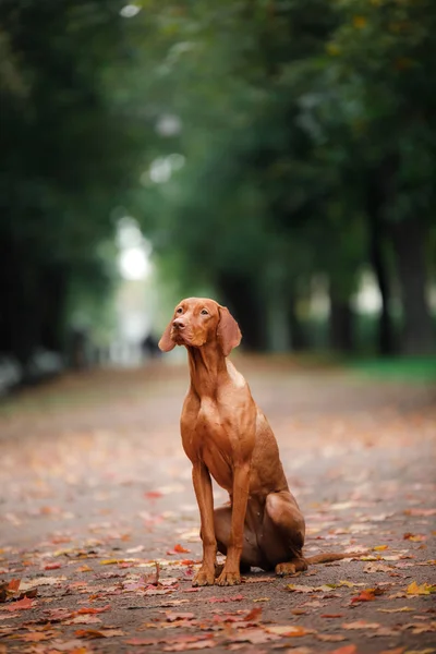 Roter Hund im Freien auf grünem Gras — Stockfoto