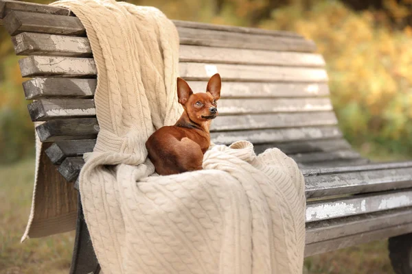 犬おもちゃテリア、auturm で自然の中 — ストック写真