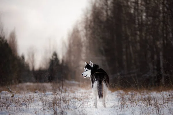 Husky siberiano al aire libre en invierno, nieve —  Fotos de Stock