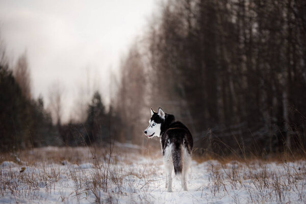 Siberian Husky on outdoors in the winter, snow, happy