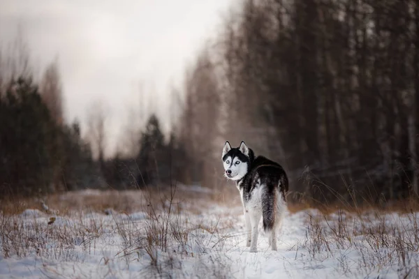 Husky siberiano al aire libre en invierno, nieve —  Fotos de Stock