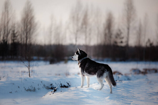 Siberian Husky on outdoors in the winter, snow, happy