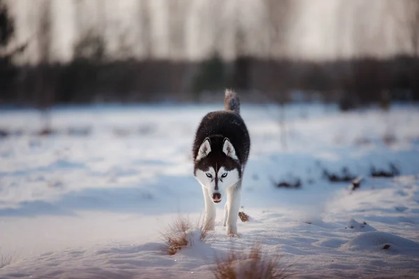 Siberian Husky all'aperto in inverno, neve — Foto Stock