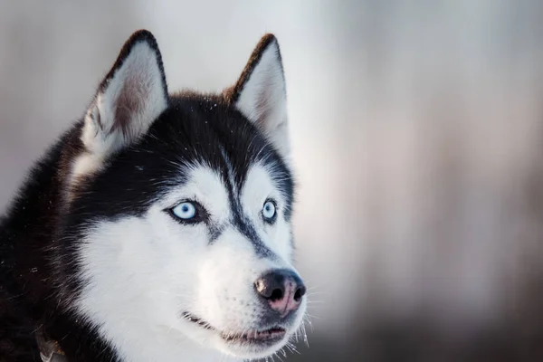 Szibériai Husky, a hó a téli, szabadban — Stock Fotó