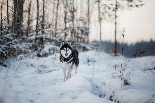 Siberian Husky på utomhus på vintern, snö — Stockfoto