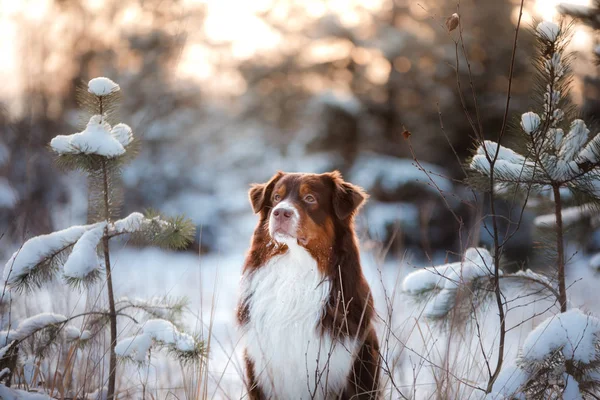 Hunderasse australischer Schäferhund im Winter im Freien, Schnee, — Stockfoto