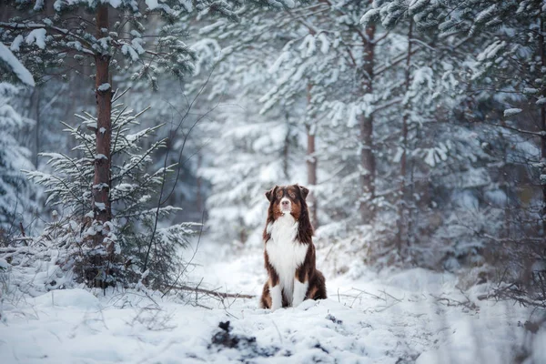 Hunderasse australischer Schäferhund im Winter im Freien, Schnee, — Stockfoto