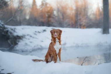 Köpek Nova Scotia Duck Tolling Retriever, açık havada kışın, kar,