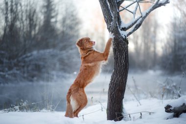 Köpek Nova Scotia Duck Tolling Retriever, açık havada kışın, kar,
