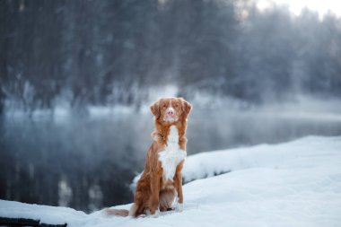 Köpek Nova Scotia Duck Tolling Retriever, açık havada kışın, kar,