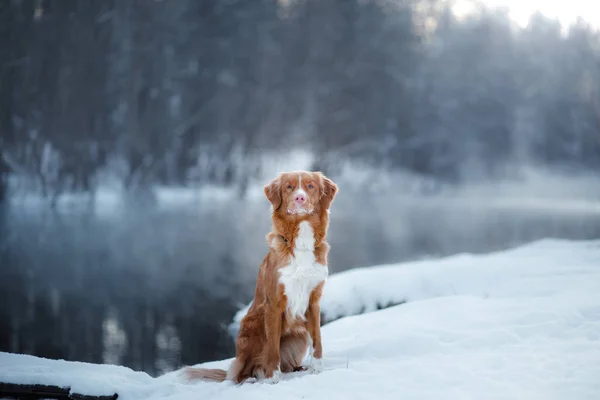Dog nova scotia duck Maut-Retriever, im Winter im Freien, Schnee, — Stockfoto