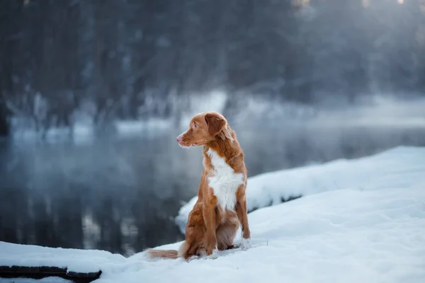 Dog nova scotia duck Maut-Retriever, im Winter im Freien, Schnee, — Stockfoto