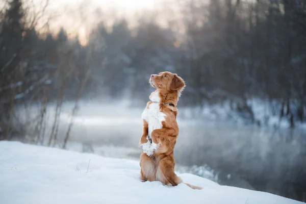 Pies Nova Scotia Duck Tolling Retriever, na zewnątrz w zimie śnieg, — Zdjęcie stockowe