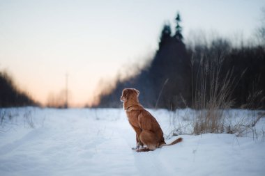 Köpek Nova Scotia Duck Tolling Retriever, açık havada kışın, kar,