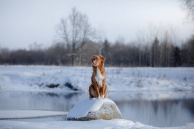 Köpek Nova Scotia Duck Tolling Retriever, açık havada kışın, kar,