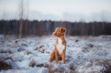 Köpek Nova Scotia Duck Tolling Retriever, açık havada kışın, kar,