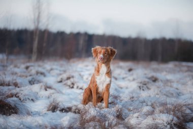 Köpek Nova Scotia Duck Tolling Retriever, açık havada kışın, kar,