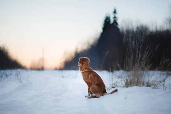 Hond Nova Scotia Duck Tolling Retriever, sneeuw buiten in de winter,, — Stockfoto