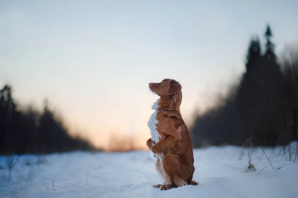 Собака Новая Шотландия Утка Толлинг ретривер, на открытом воздухе зимой, снег , — стоковое фото