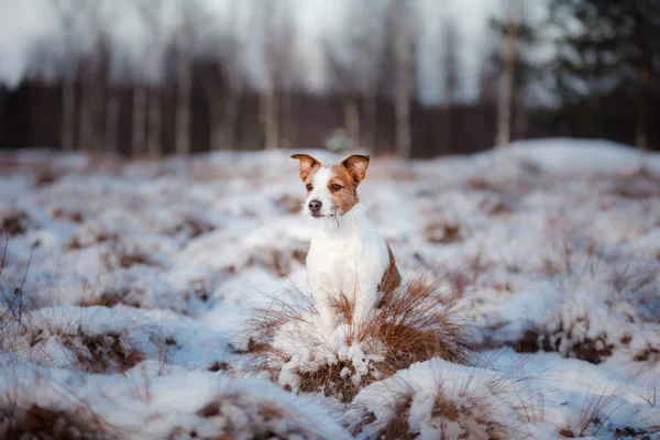 在冬季，雪户外狗杰克罗素梗犬, — 图库照片