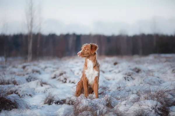Dog Nova Scotia Duck Tolling Retriever, outdoors in the winter, snow, — Stock Photo, Image