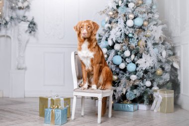 köpek sahne, tatil ve yeni yıl, yılbaşı, tatil ve mutlu