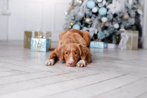 Kutya a tájat, a szabadság és az új év, karácsony, ünnep és boldog — Stock Fotó