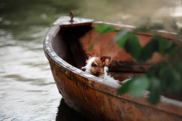 Jack Russell sobre a natureza do verão no verde — Fotografia de Stock